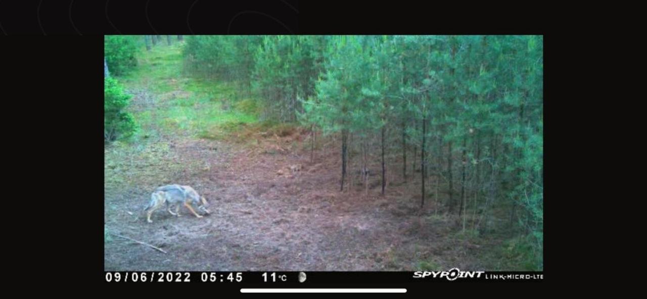 Jagd-Angler-Suite-04-Im-Wald-Am-See キューリッツ エクステリア 写真